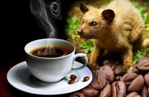 /2021/05/arabica_coffee_gourmet_coffee_types_of_coffee_beans_types_of_coffee_kopi_luwak_kopi_luwak_coffee_civet_coffee_cat_poop_coffee_kopi_luwak_beans_large.jpg